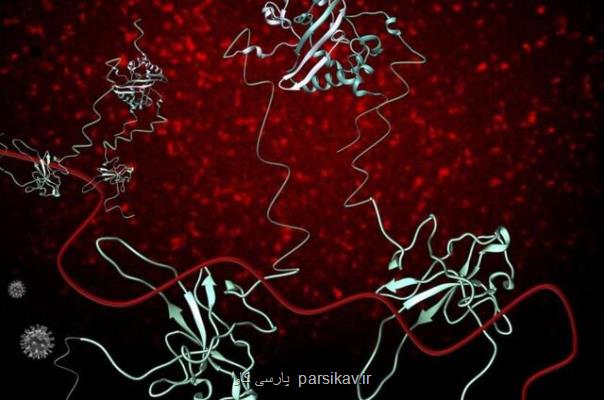 پروتئین هایی كه كلید كشف داروی كووید-19 هستند