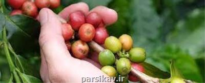 كشف گونه ای از قهوه كه تصور می شد منقرض شده