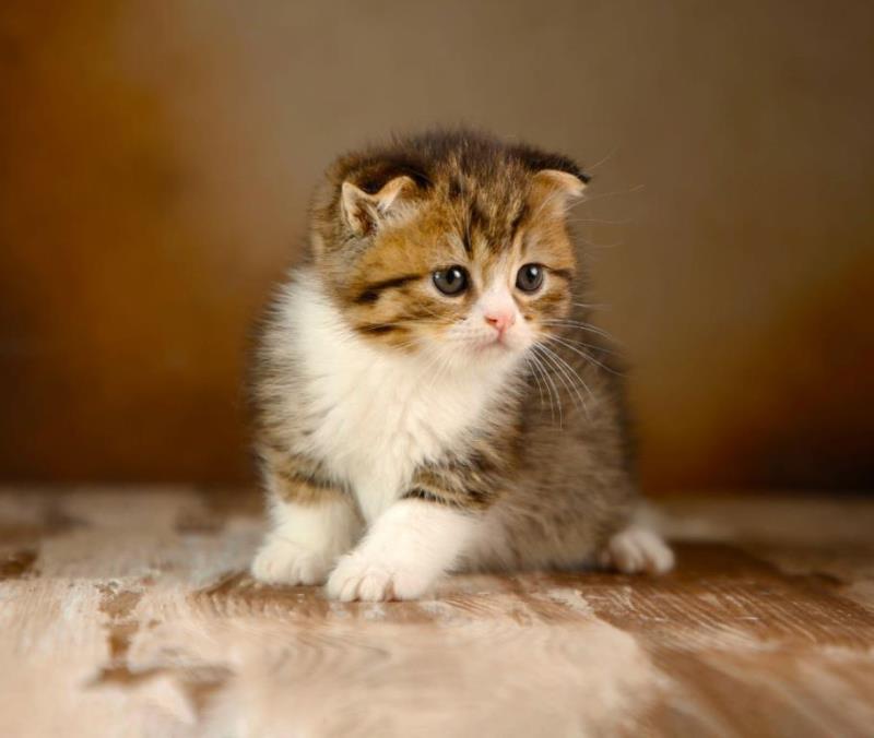 بچه گربه ایرانی