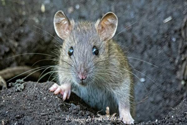 موش ها با تماشای همنوعان خود مسیریابی می کنند