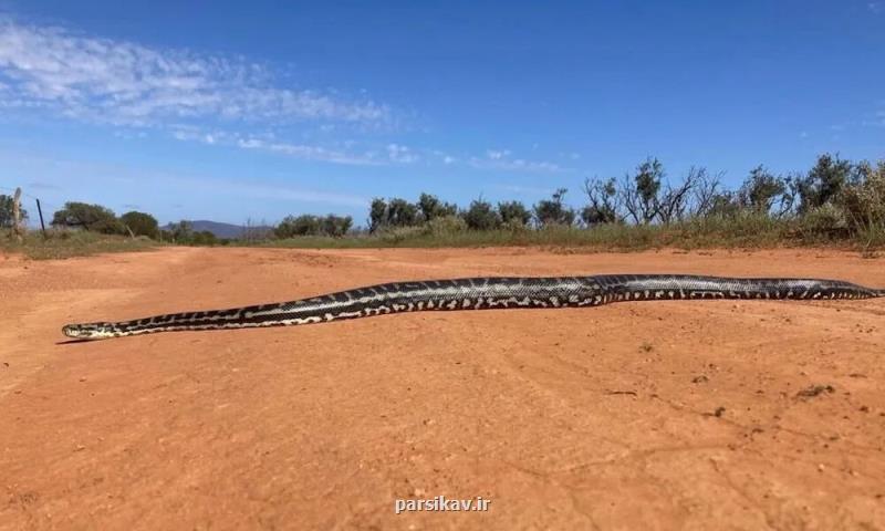 برخورد نزدیک با مار پیتون غول پیکر برخورد نزدیک با مار پیتون غول پیکر