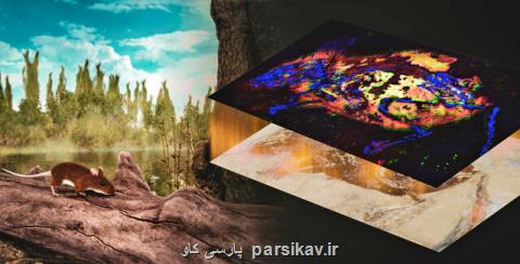 كشف نخستین رنگ قرمز در یك فسیل باستانی