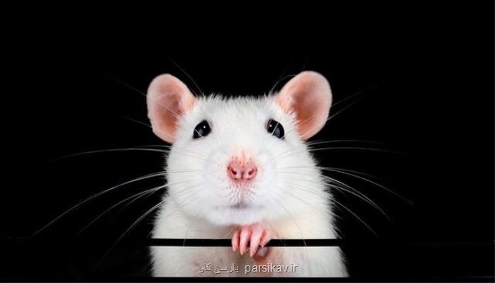 ابداع روش یك مرحله ای برای تولید موش های مورد نیاز در تحقیقات واكسن