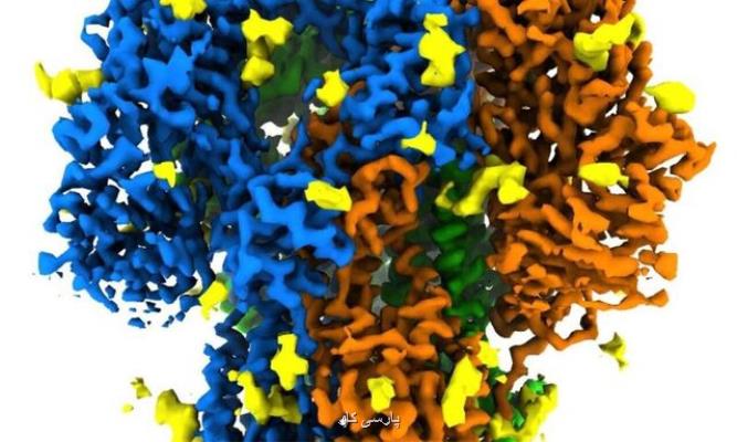 عرضه واقعی ترین تصویر از ساختار پروتئین خوشه ای كروناویروس